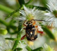 Polymerus elegans