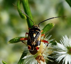 Polymerus elegans