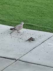 Streptopelia decaocto
