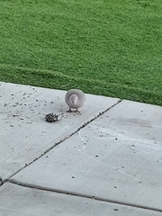 Streptopelia decaocto