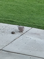 Streptopelia decaocto