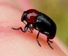 Cryptocephalus sanguinicollis