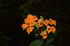 Bomarea aurantiaca