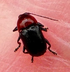 Cryptocephalus sanguinicollis