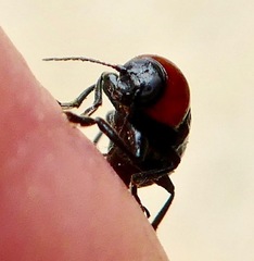 Cryptocephalus sanguinicollis