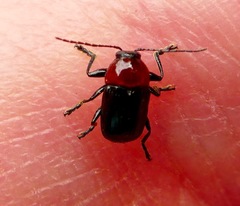 Cryptocephalus sanguinicollis