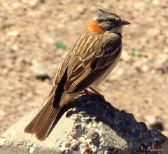 Zonotrichia capensis