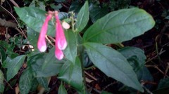 Scutellaria isocheila