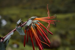 Tristerix peruvianus