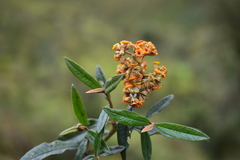 Buddleja incana