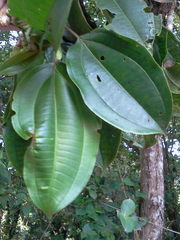 Miconia subhirsuta