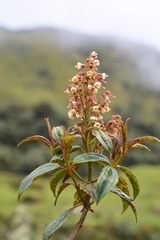 Miconia alpina