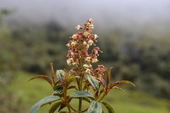 Miconia alpina