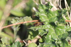 Cheilosia grossa