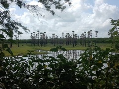 Copernicia prunifera