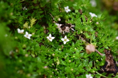 Arcytophyllum filiforme