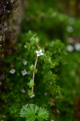Arcytophyllum filiforme