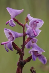 Disa equestris
