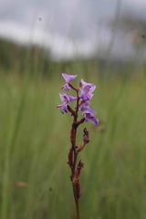 Disa equestris