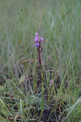 Disa equestris