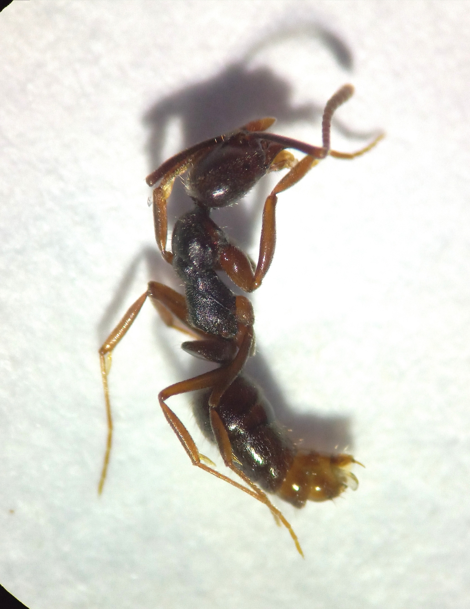 Hypoponera foreli