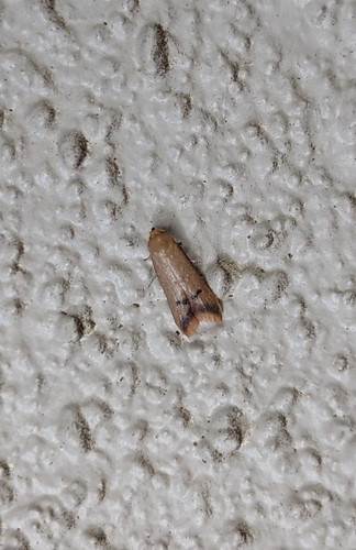 Tachystola hemisema photo 3