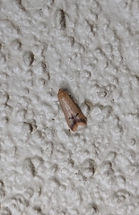 Tachystola hemisema
