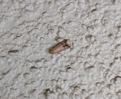 Tachystola hemisema