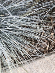 Angiospermae