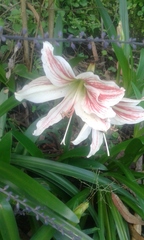 Hippeastrum reticulatum