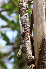 Phelsuma standingi