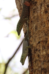 Phelsuma standingi