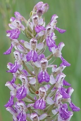 Brachycorythis congoensis