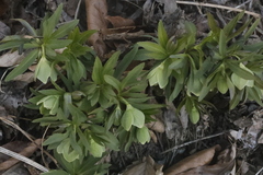 Helleborus viridis