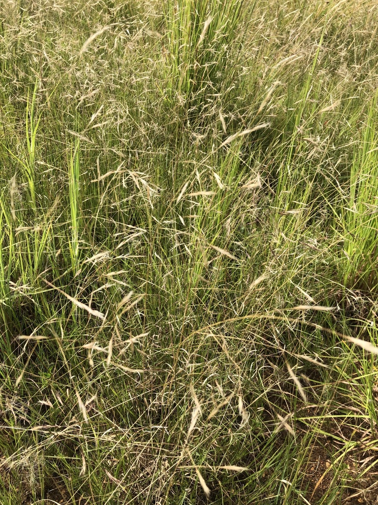 grasses, sedges, cattails, and allies from M. Lloyd Street, Pretoria ...