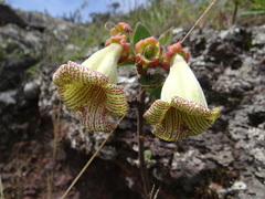 Paliavana sericiflora
