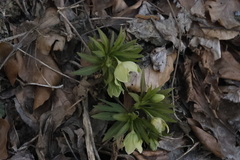 Helleborus viridis
