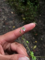 Stellaria ovata
