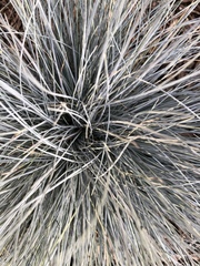 Angiospermae