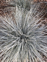 Angiospermae