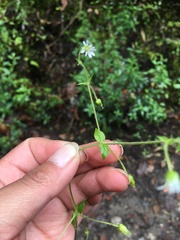 Stellaria ovata