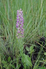 Brachycorythis congoensis