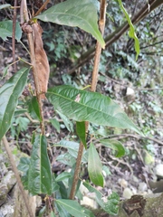 Sloanea sinensis