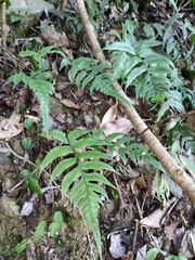 Anisocampium sheareri