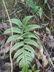 Anisocampium sheareri