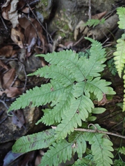 Pteris oshimensis