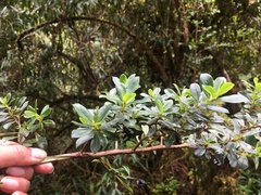 Escalloniaceae