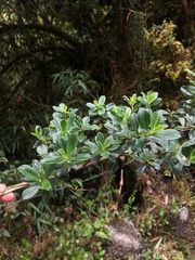 Escalloniaceae