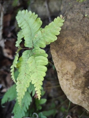Pteris oshimensis