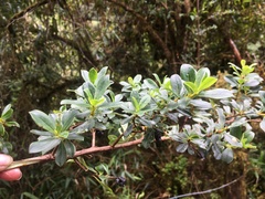 Escalloniaceae